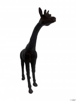 Girafon profil droit